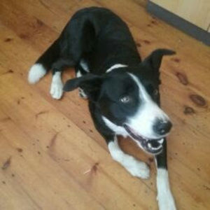 Meet your Posher, Sadie